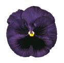 Afbeelding van Viola P9 Grootbloemig Deep blue with blotch